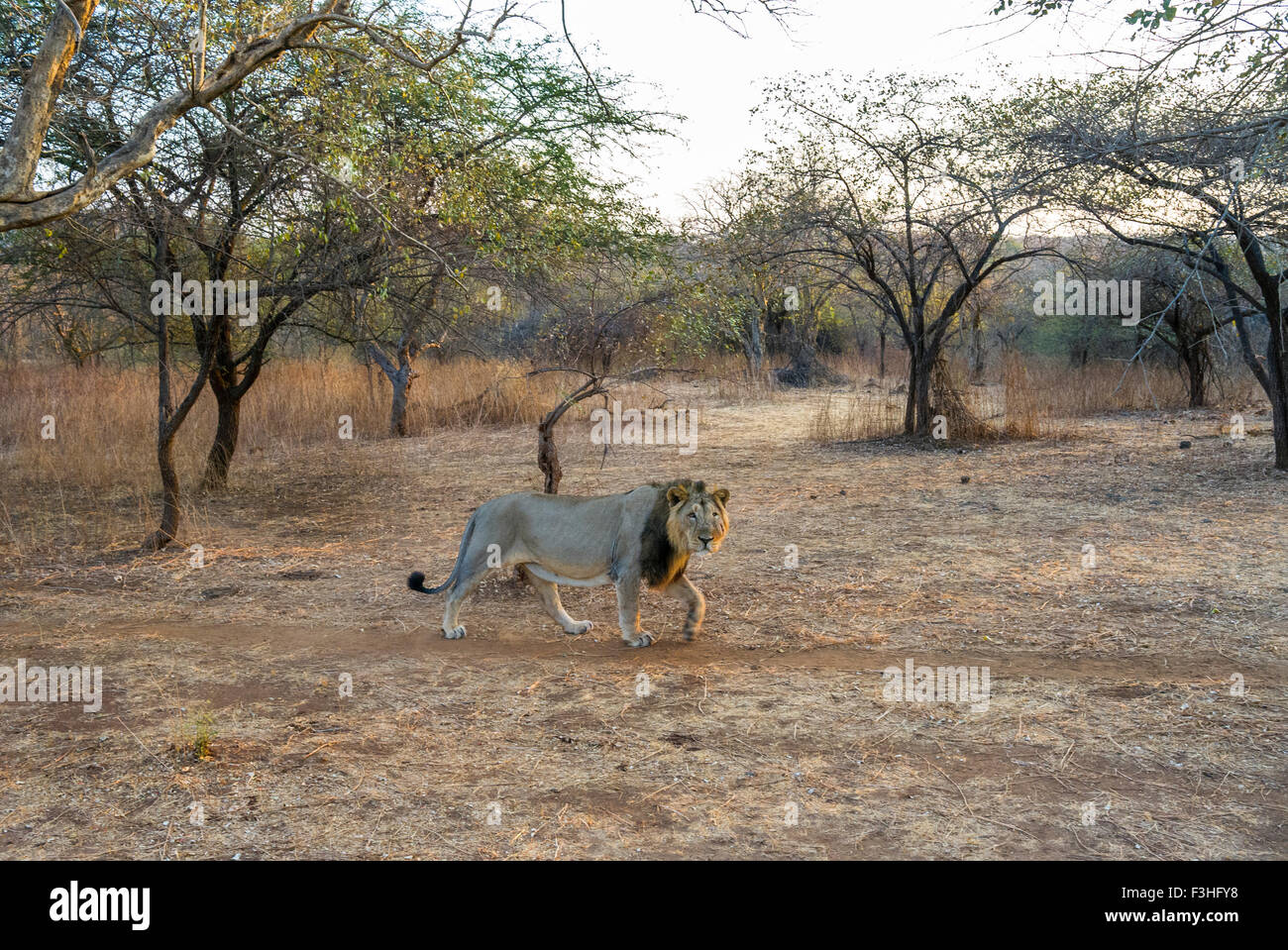 Asiatischen Löwen in seinem Lebensraum (Panthera Leo Persica) an der Gir Forest, Gujarat, Indien. Stockfoto