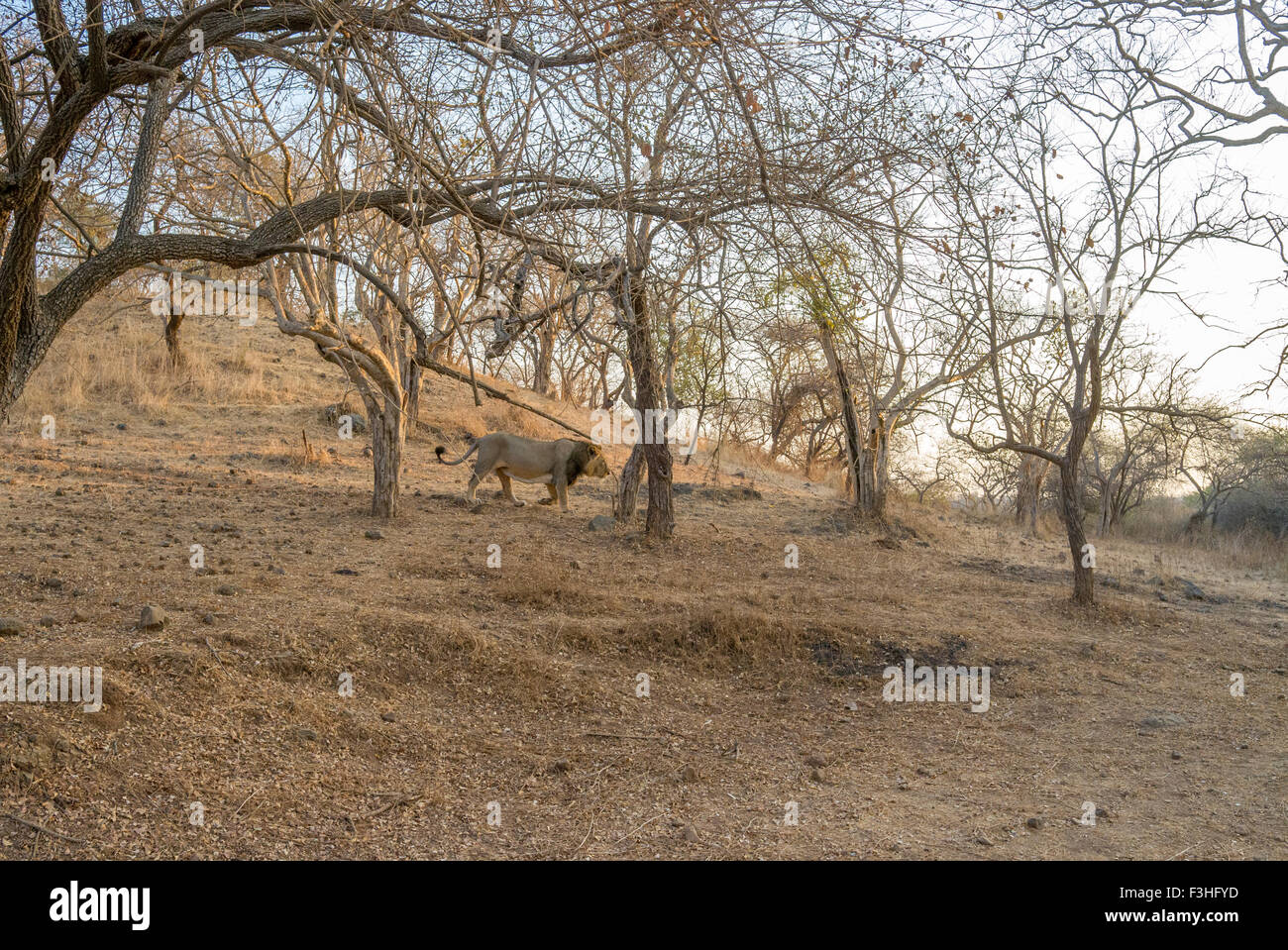 Asiatischen Löwen in seinem Lebensraum (Panthera Leo Persica) an der Gir Forest, Gujarat, Indien. Stockfoto