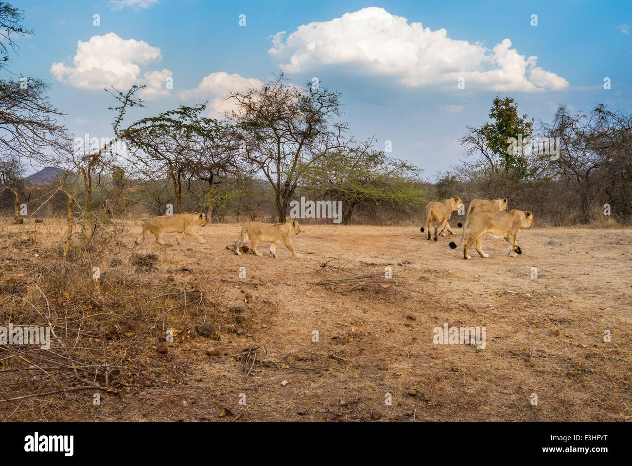 Asiatische Löwen stolz [Panthera Leo Persica] an der Gir Forest, Gujarat in Indien. Stockfoto