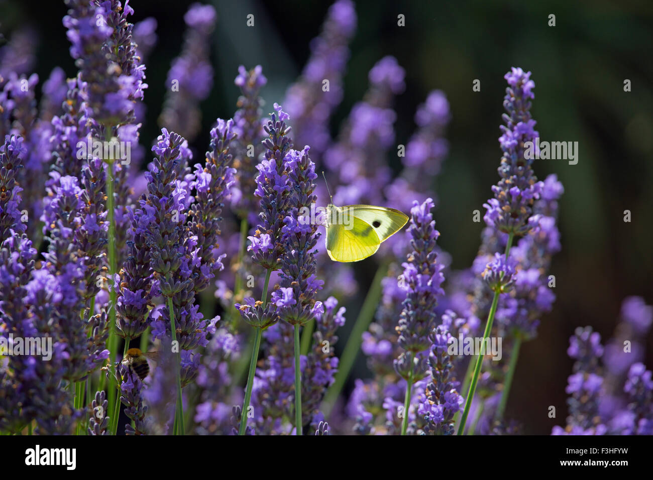 Großen weißen Schmetterling Pieris Brassicae Fütterung auf Lavendel Blumen im Garten Stockfoto