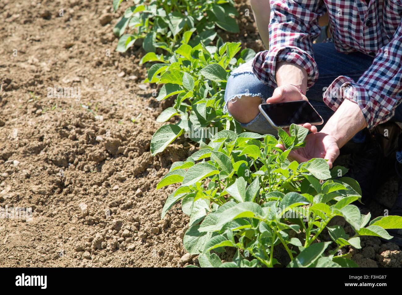 Verkürzten Blick auf jungen Mann kauerte in Gemüse Garten Holding smartphone Stockfoto