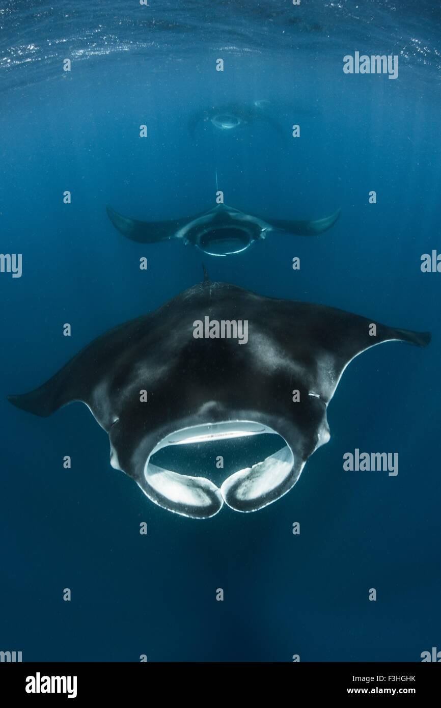 Vorderansicht des riesigen ozeanischen Mantra Ray (Manta Birostris) Contoy Insel, Quintana Roo, Mexiko Stockfoto