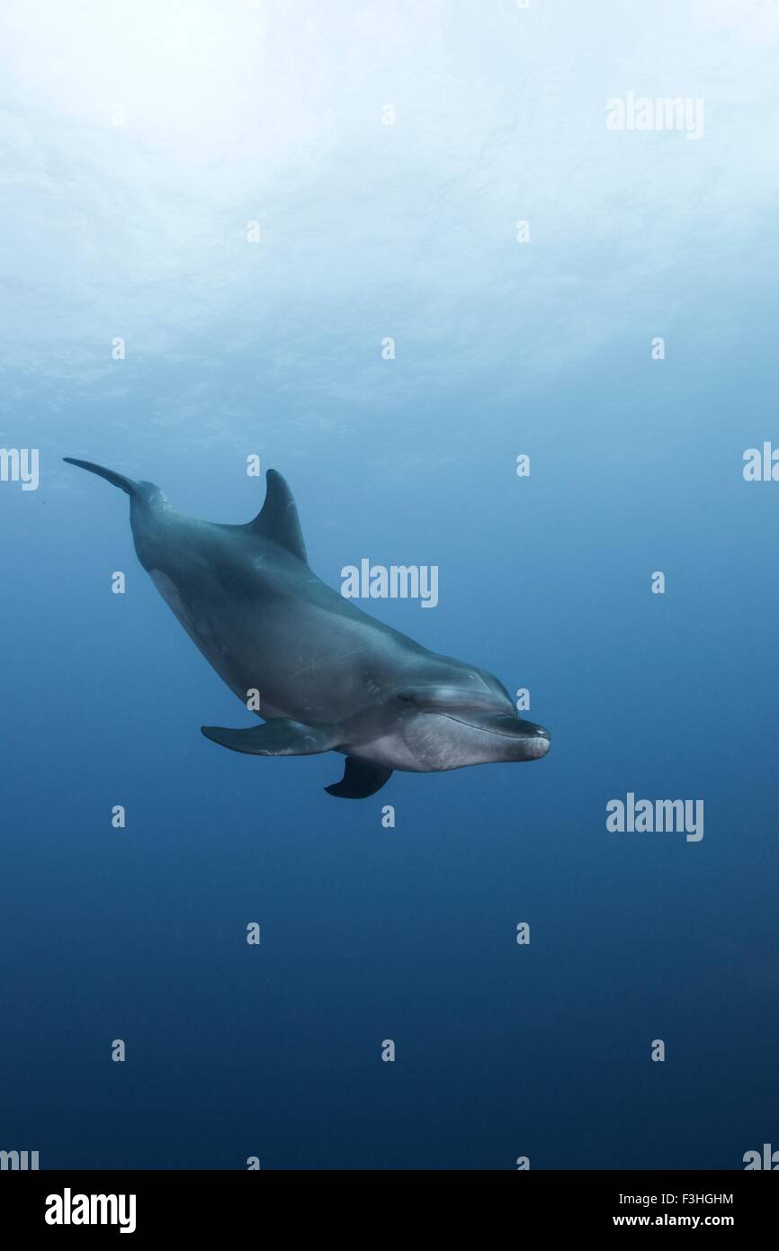 Atlantische Flasche Nase Delfine (Tursiops Truncatus) Insel Socorro, Mexiko Stockfoto