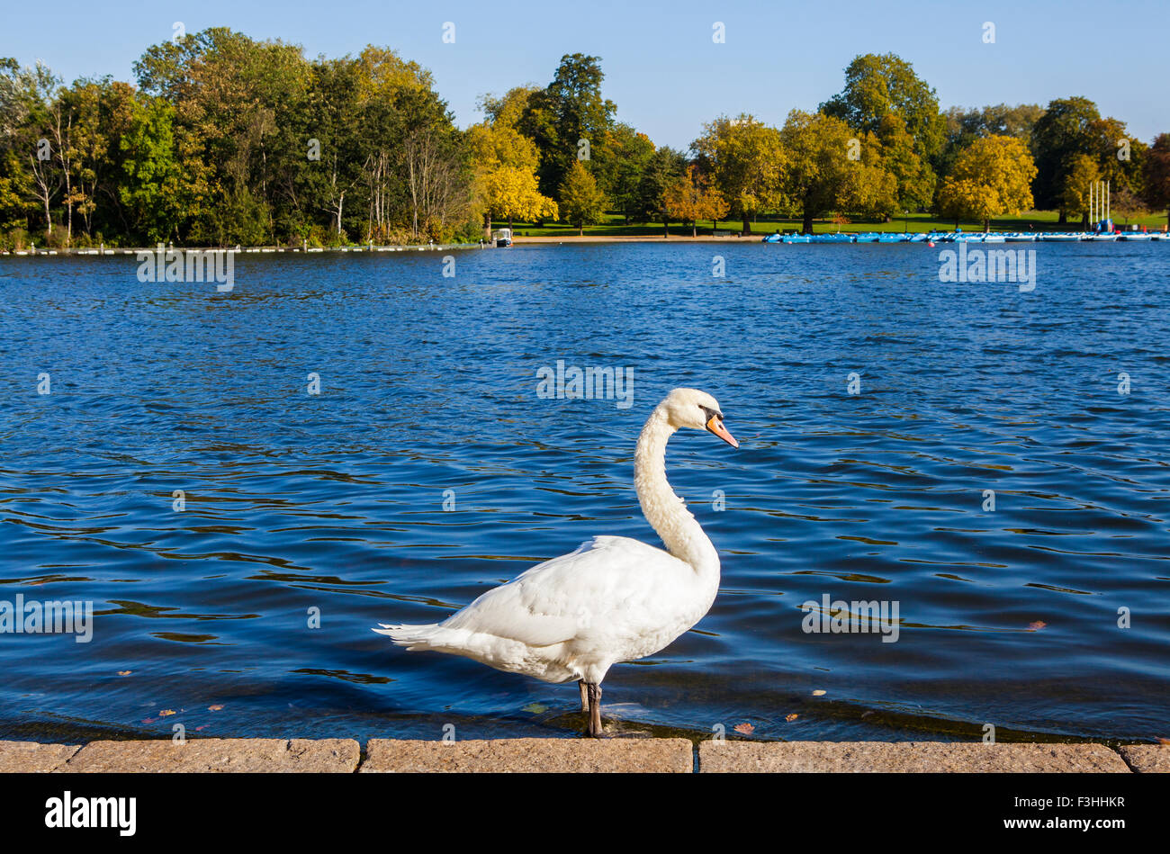 Ein Schwan, sonnen sich an den Ufern der Serpentine im Hyde Park, London. Stockfoto