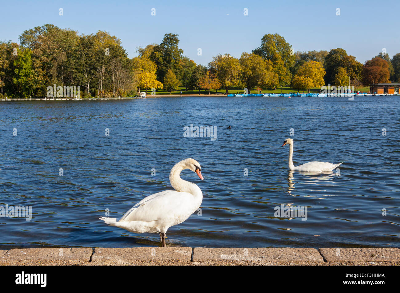 Schwäne, sonnen sich auf der Serpentine im Hyde Park, London. Stockfoto