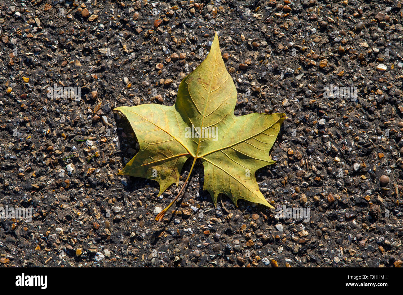 Ein Blatt auf den Boden während der Herbst-Saison. Stockfoto