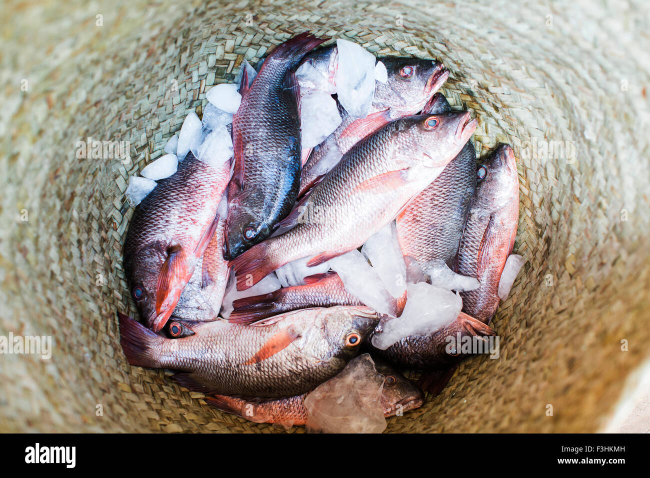 LAMU, INDISCHER OZEAN, KENIA, AFRIKA. Einen geflochtenen Korb voller kleiner roter Fisch auf Eis. Stockfoto