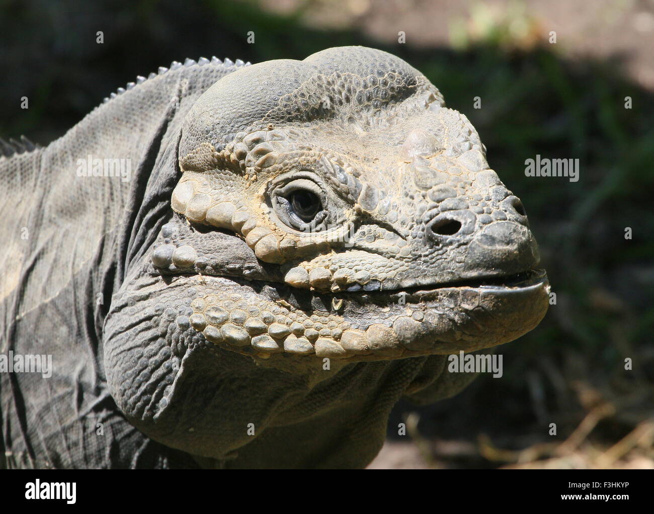 Karibik Rhinozeros-Leguan (Cyclura Cornuta), Nahaufnahme des Kopfes, gerichtete Kamera Stockfoto