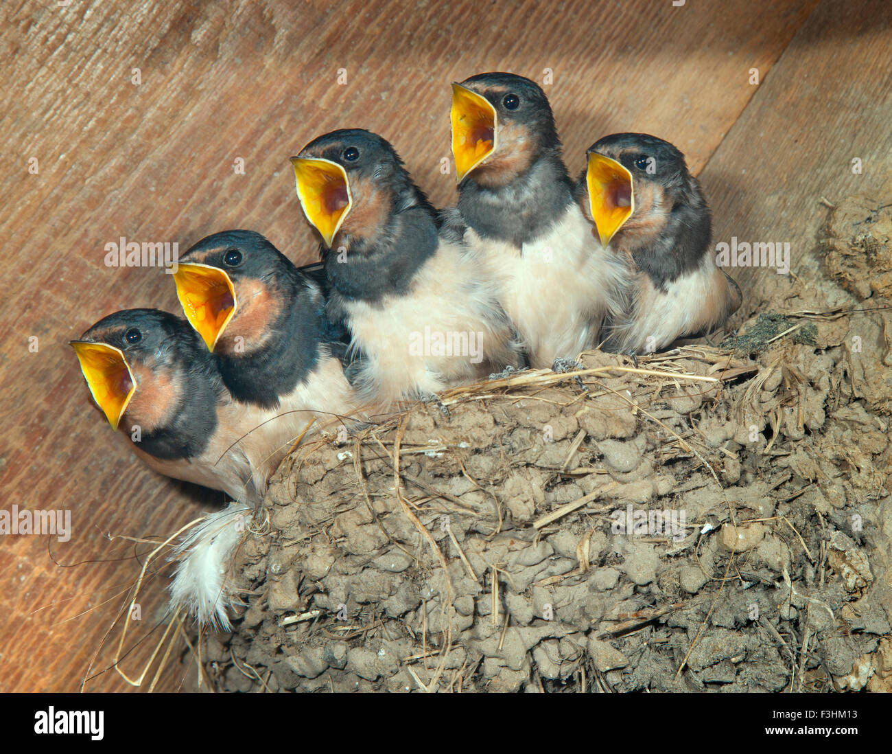 Junge Schwalben Hirundo rustica im Nest warten auf ein Futter im Nebengebäude des Bauernhofs Stockfoto