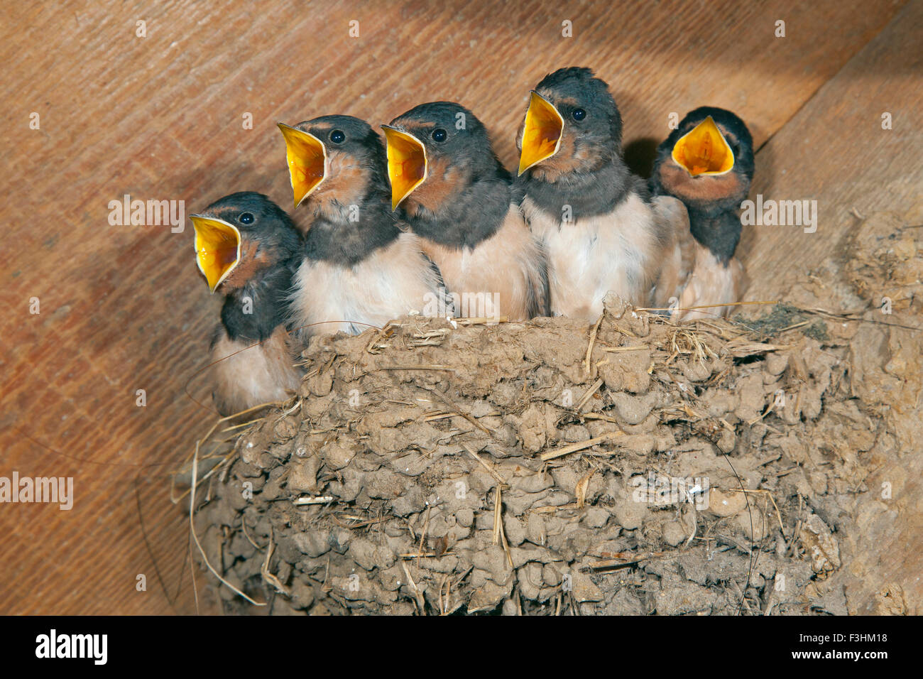 junge Schwalben Hirundo Rustica warten auf einen Feed in alten traditionellen landwirtschaftlichen Nebengebäude Stockfoto