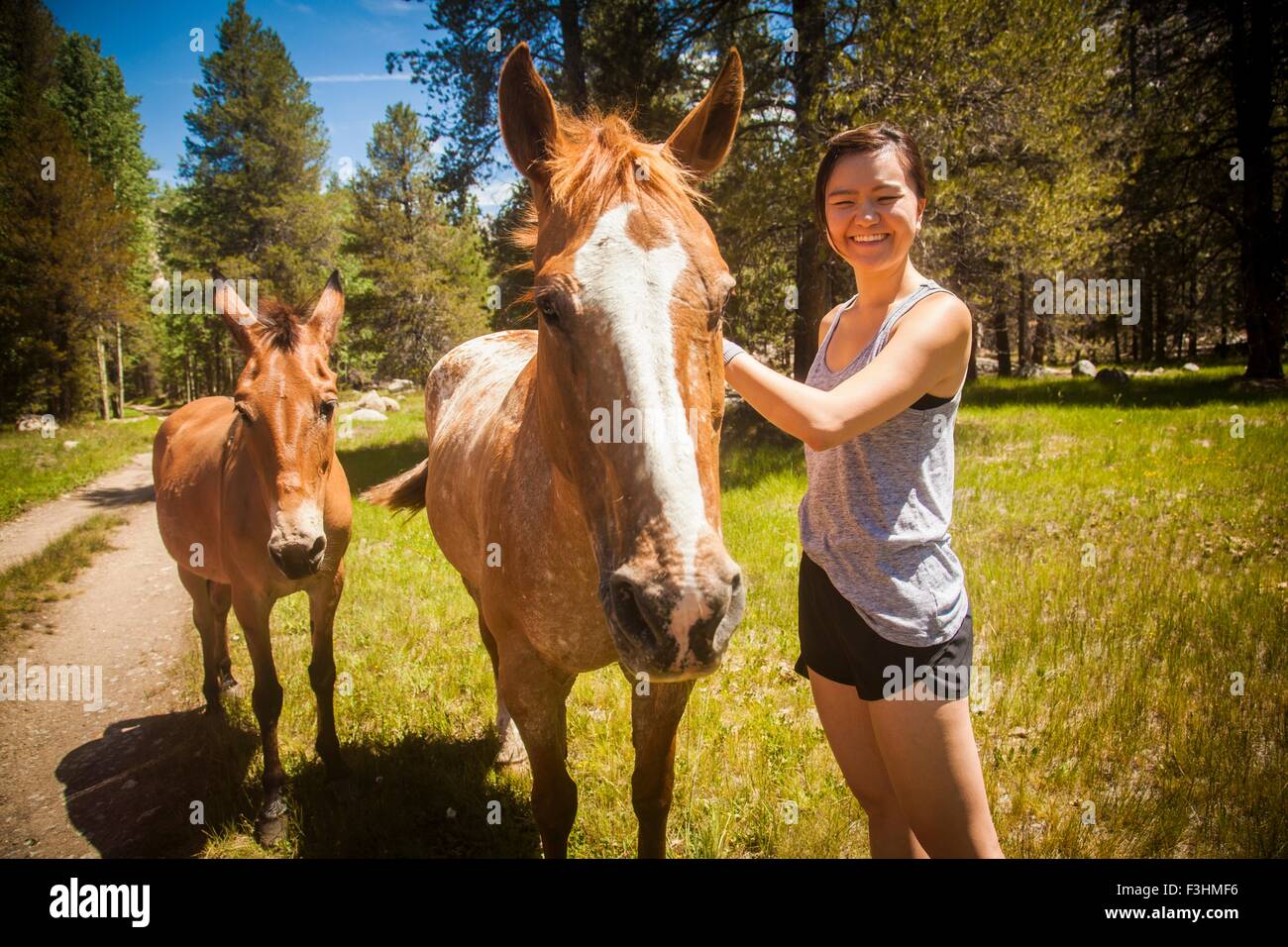 Junge Frau streicheln Pferd Blick in die Kamera Lächeln, High Sierra National Park, Kalifornien, USA Stockfoto