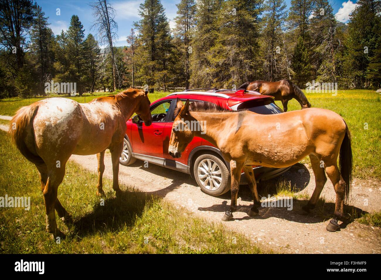 Pferde rund um rotes Auto, High Sierra National Park, Kalifornien, USA Stockfoto