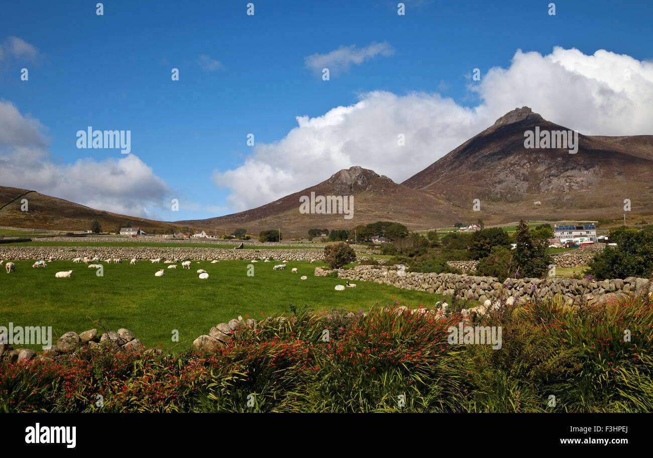 Ackerland, Steinmauern in die Midste die Berge von Mourne, in der Nähe von Kilkeel auf der Silent Valley Road, County Down, Irland Stockfoto