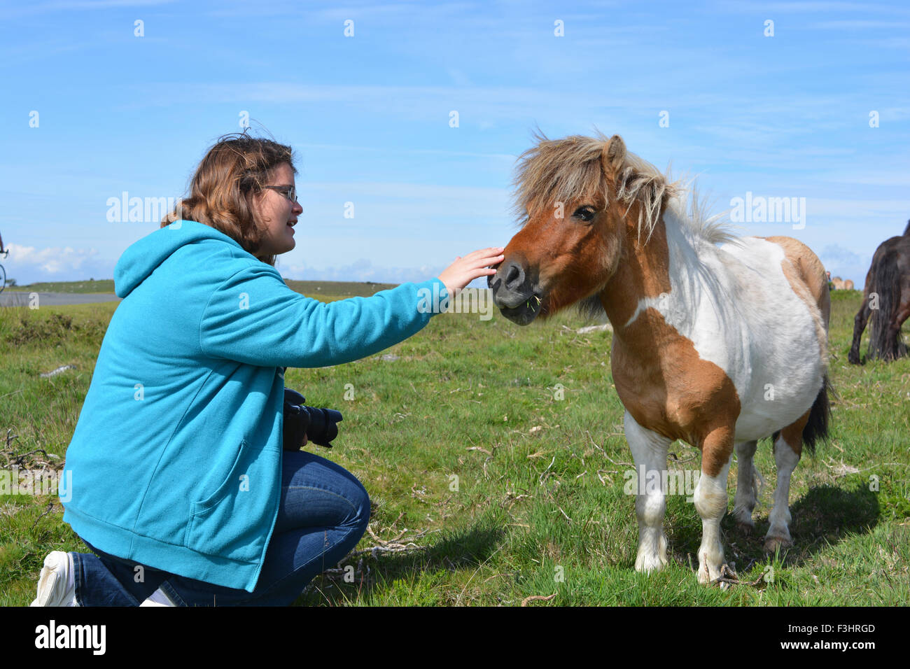 Teenager-Mädchen anzufreunden ein Dartmoor Pony, Dartmoor National Park, Devon, England Stockfoto