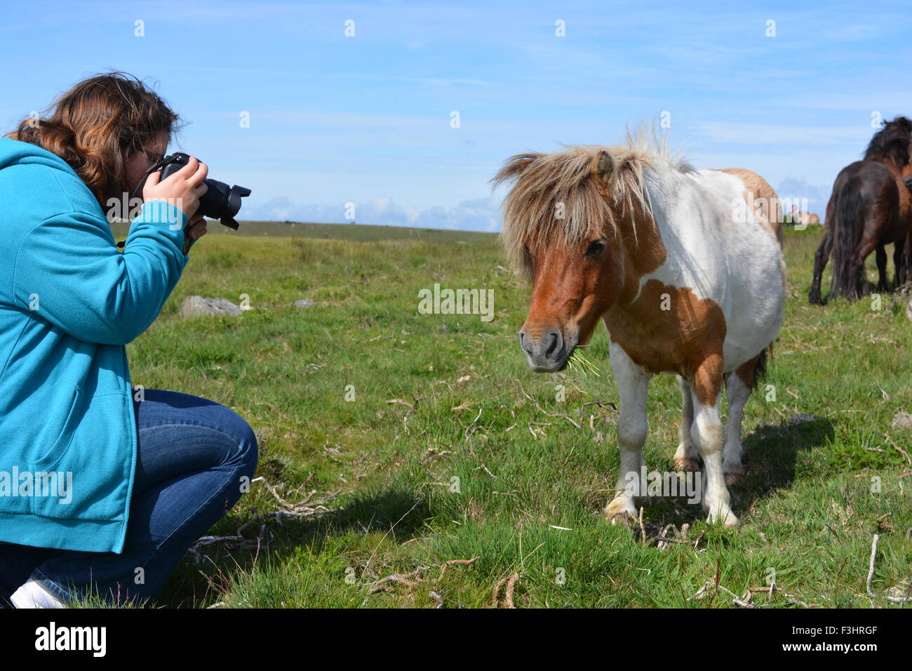 Teenager-Mädchen mit dem Fotografieren von Dartmoor Pony, Dartmoor National Park, Devon, England Stockfoto