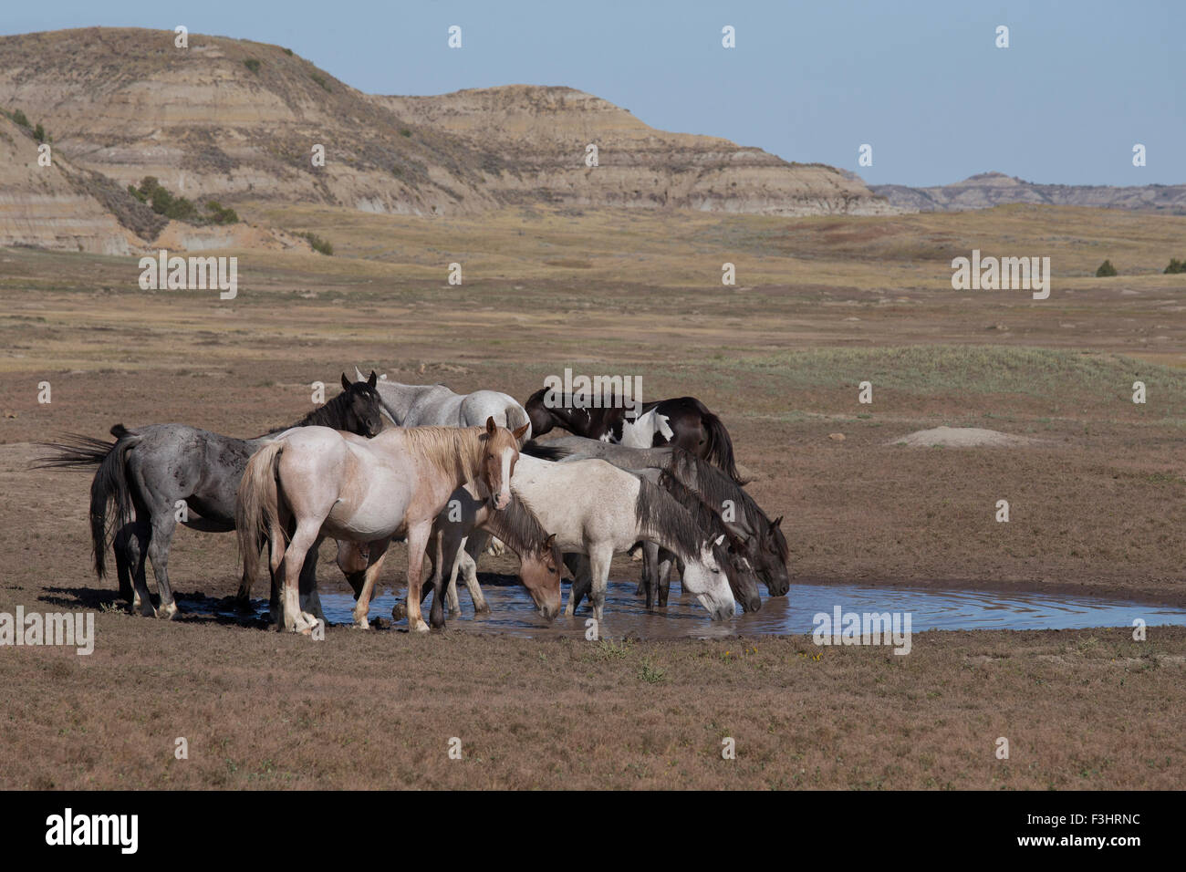 Wild (Wild) Pferd, Theodore-Roosevelt-Nationalpark, Gewitterwolke mit seiner Band an einem Wasserloch Stockfoto