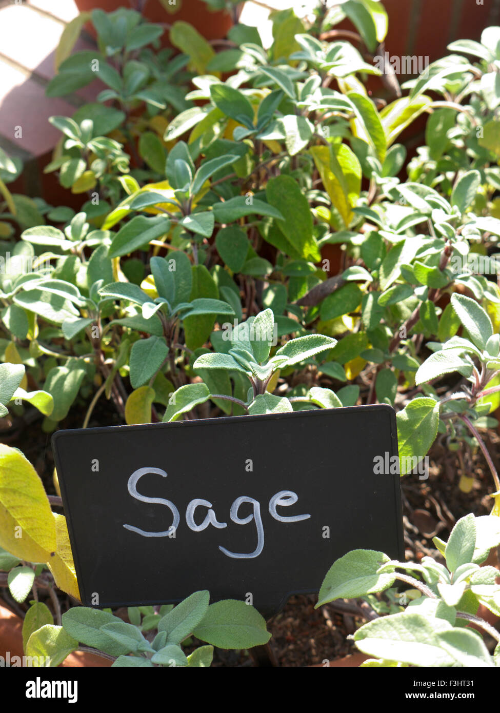 Salvia Officinalis (Salbei, auch Garten-Salbei oder gemeinsame Salbei genannt) ist eine mehrjährige, immergrüne Halbstrauch mit holzigen Stielen, Stockfoto