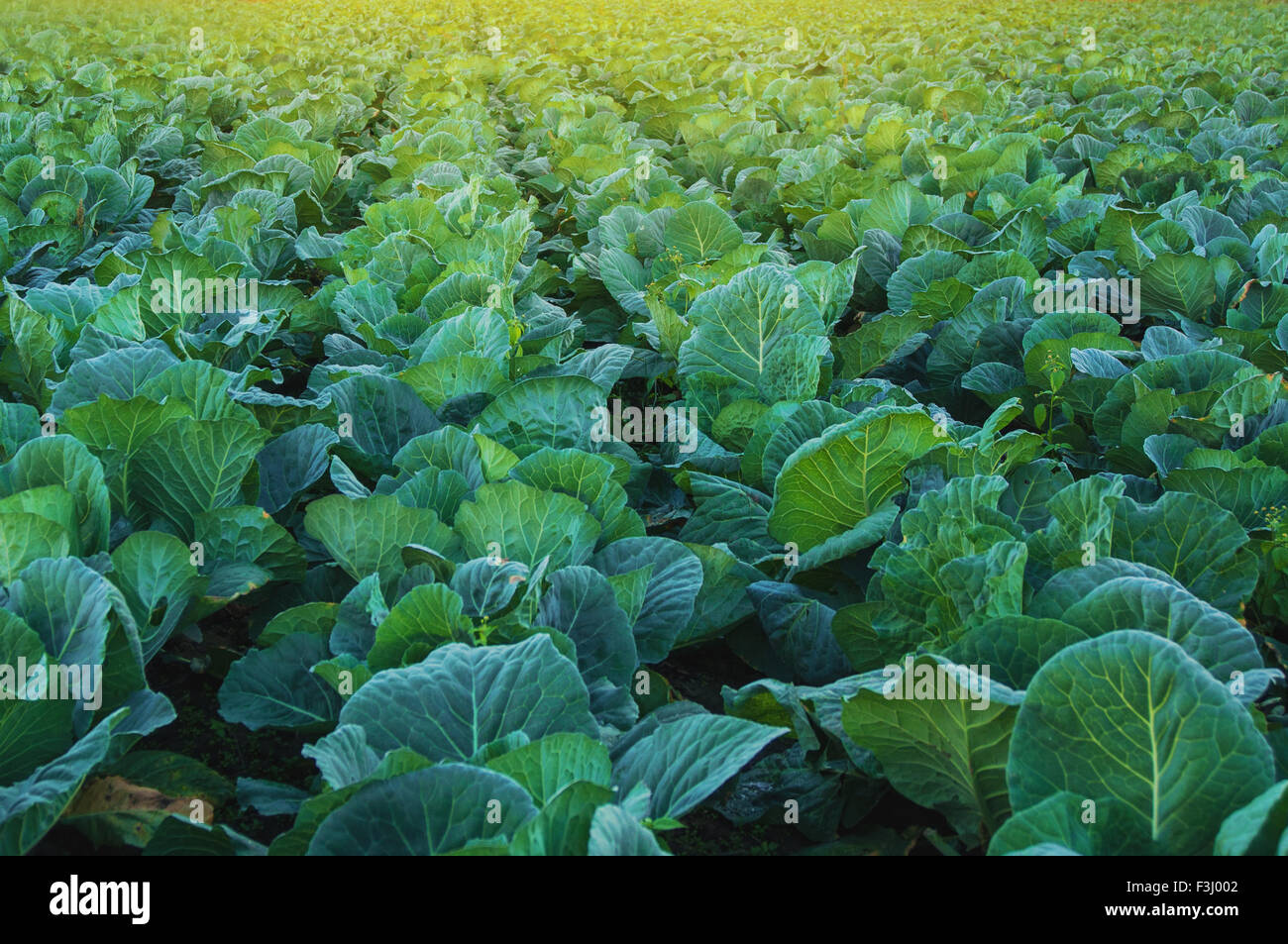 Collard grüne Feld Landschaft bei Sonnenuntergang Stockfoto