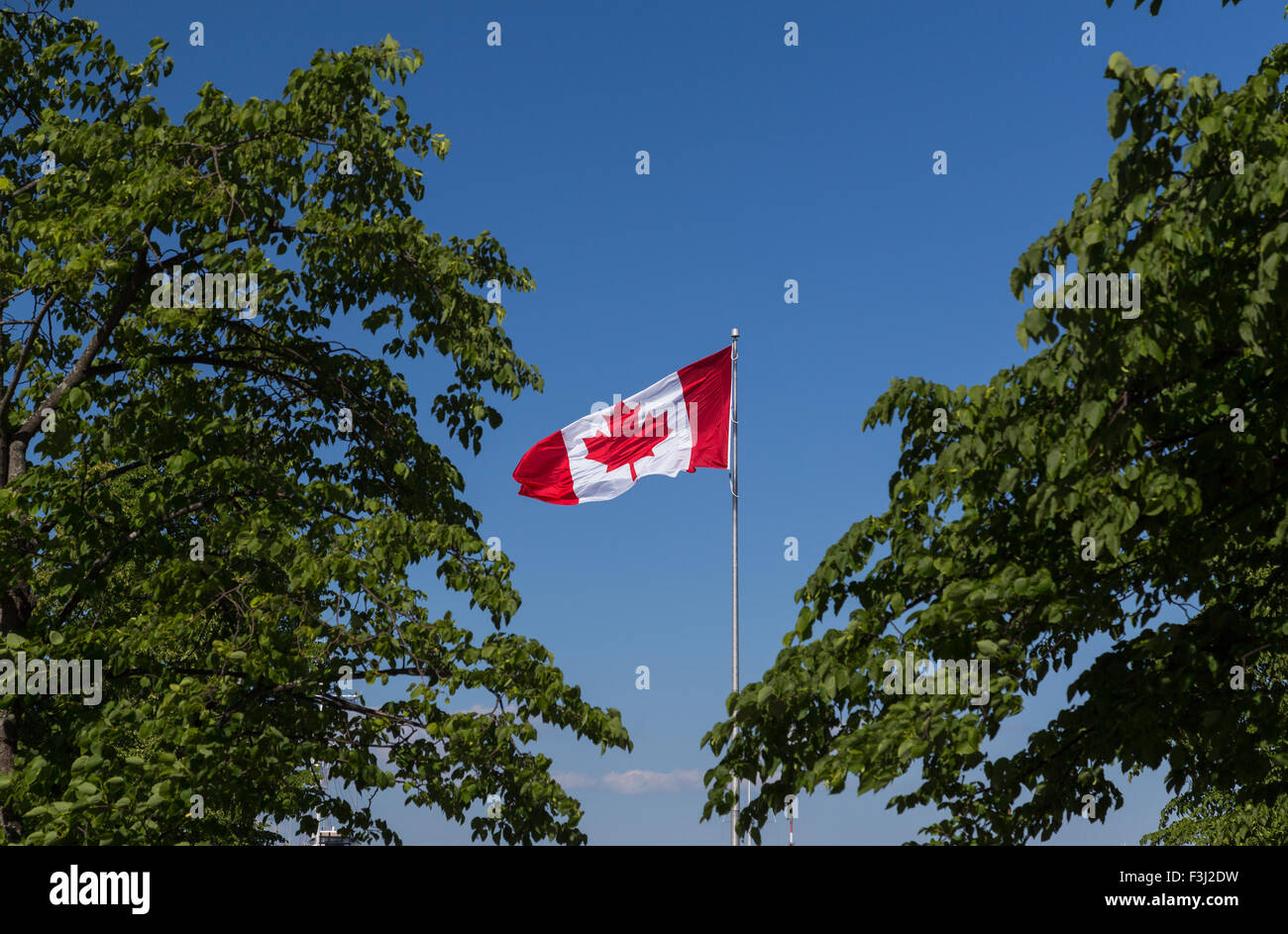 Die Nationalflagge Kanada zwischen einigen Bäumen Stockfoto