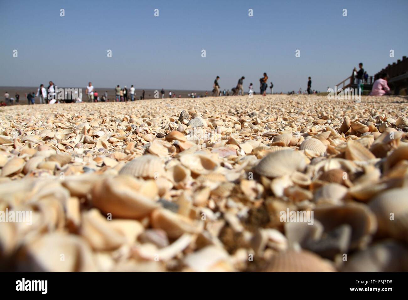 Binzhou, Shandong, CHN. 2. Oktober 2015. Binzhou, CHINA - 2. Oktober 2015: (Nur zur redaktionellen Verwendung. CHINA aus) Shell Damm in Wudi Grafschaft von Binzhou Shandong gilt als eines der drei alten Dämme mit Shell Damm in Louisiana und Shell Dämme in Surinam. Es ist über 5000 Jahre alt und 30 Kilometer lang, und es wächst immer noch in der Geschwindigkeit von 0,1 Millionen Tonnen jährlich. © SIPA Asien/ZUMA Draht/Alamy Live-Nachrichten Stockfoto