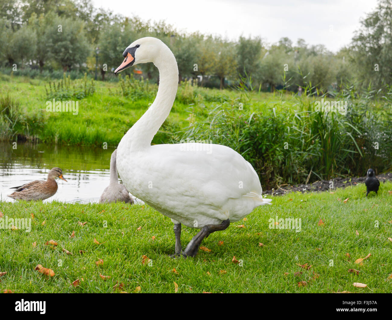 Großer Schwan außerhalb stehenden Wasser auf der Wiese Stockfoto