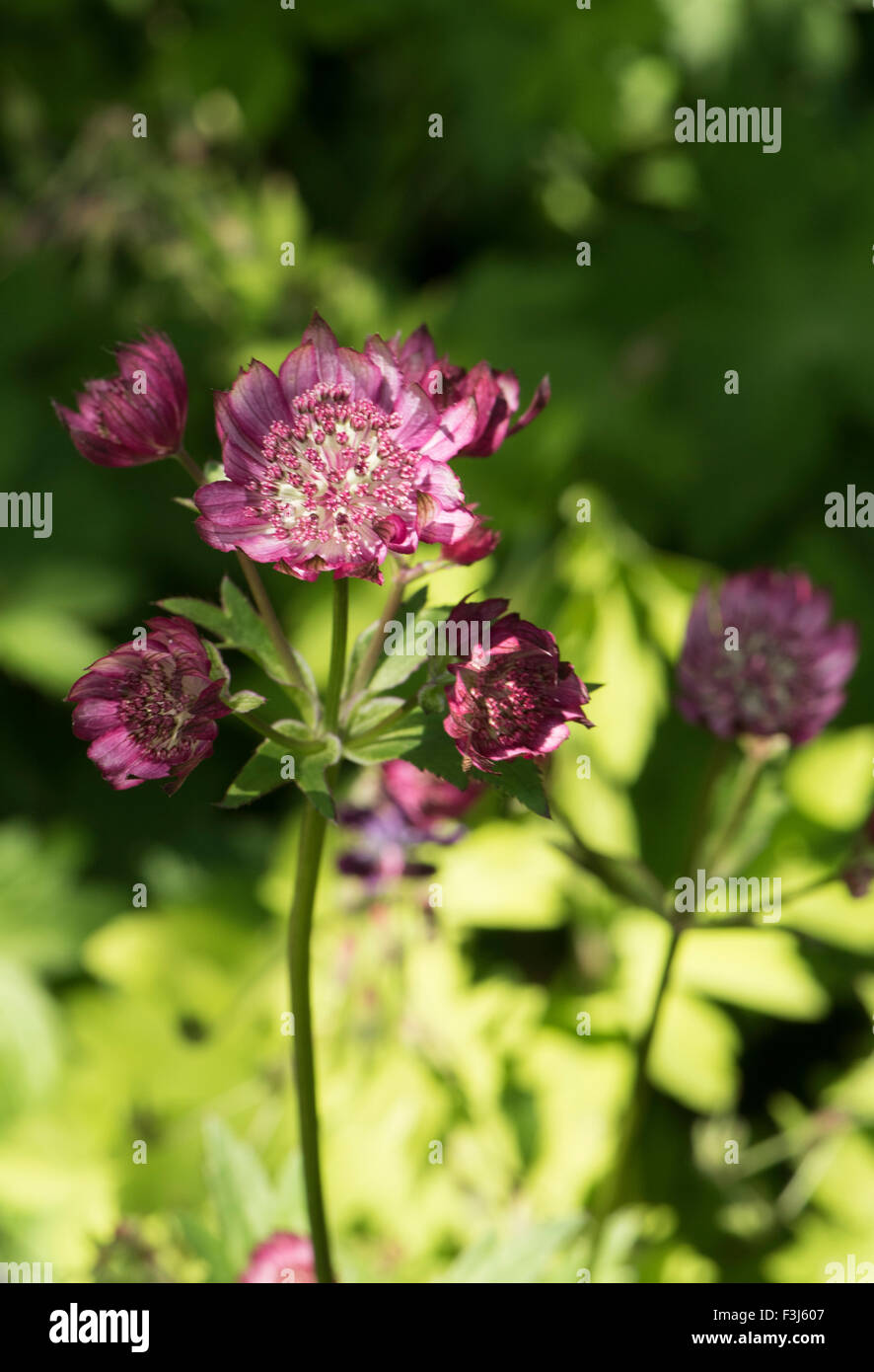 Astrantia große SSP. Rubra, wächst auf einer Wiese, Slowenien. Juni. Stockfoto