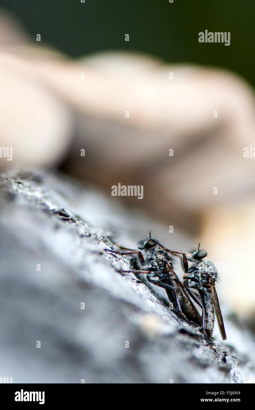 Räuber und Mörder fliegen (Asilidae) Erwachsene Paarung Epping Forest, England, Großbritannien, Vereinigtes Königreich, Europa Stockfoto