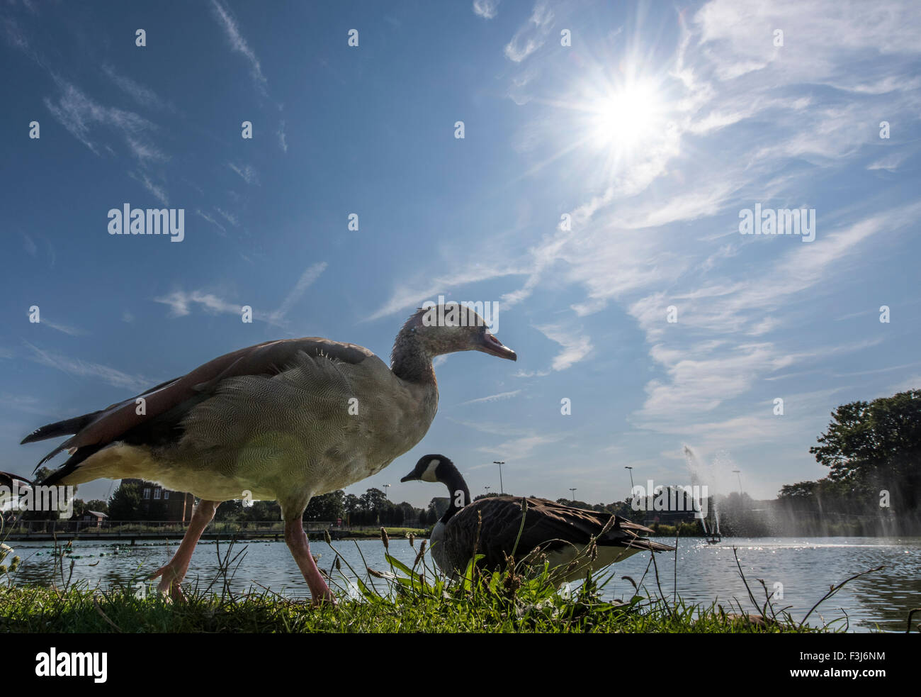 Tierwelt-Vögel im Park Burgess Park, London, England, Großbritannien, Vereinigtes Königreich, Europa Stockfoto