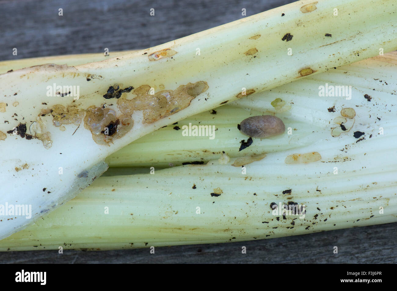 Slug Weiden Schäden an blanchierten Stangensellerie, die Innenseite der Abdeckung um die Stiele, Berkshire, September auftritt Stockfoto