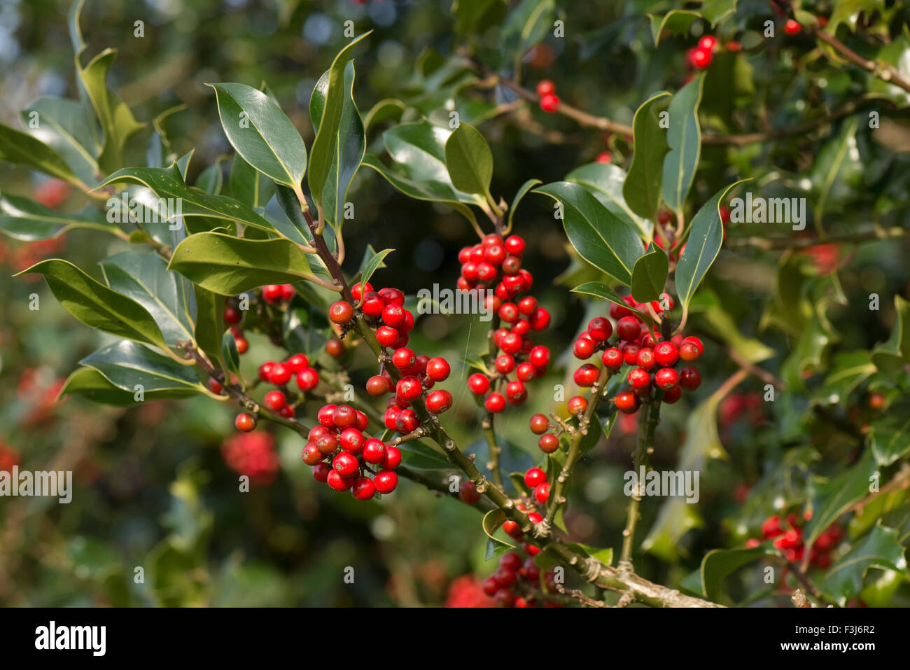 Holly, Ilex Aquifolium, roten Beeren und grünen Blättern im Frühherbst, Berkshire, UK, Oktober Stockfoto