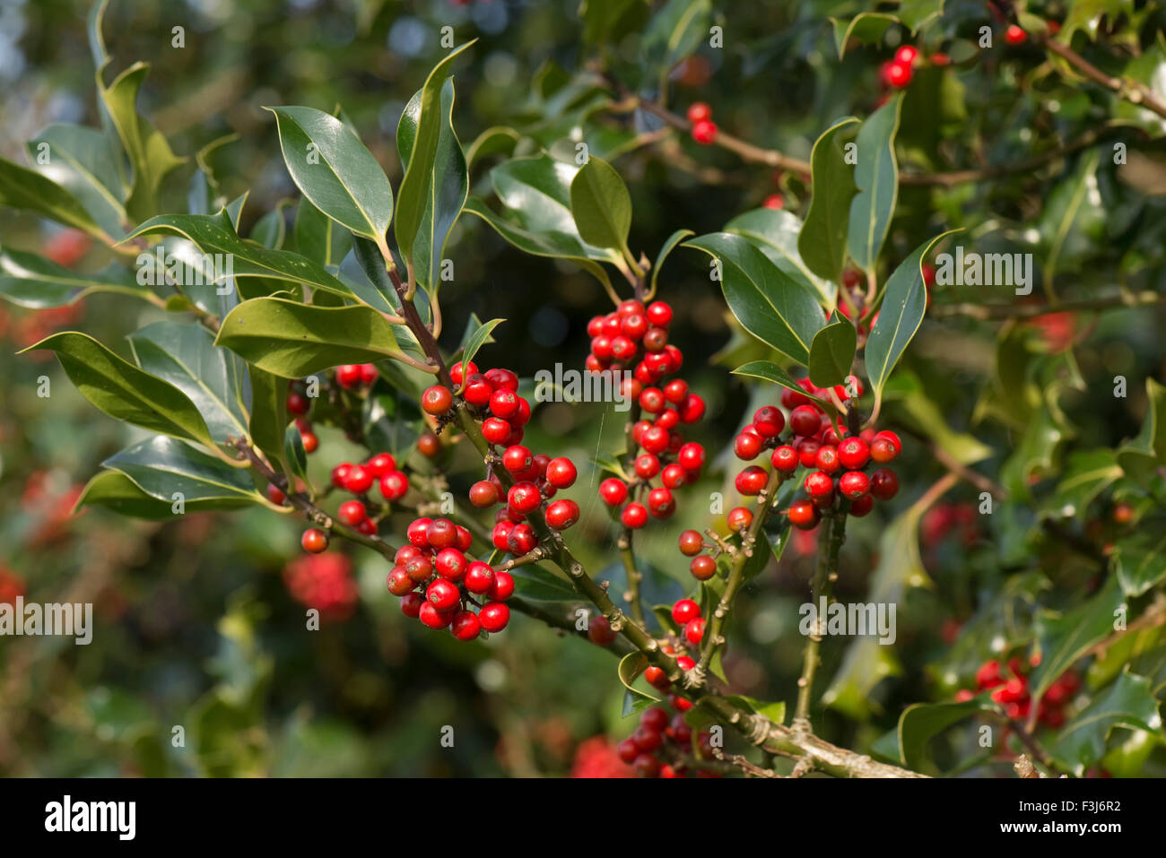 Ilex Ohne Stacheln Mit Roten Beeren Ilex evergreen berry -Fotos und -Bildmaterial in hoher Auflösung – Alamy