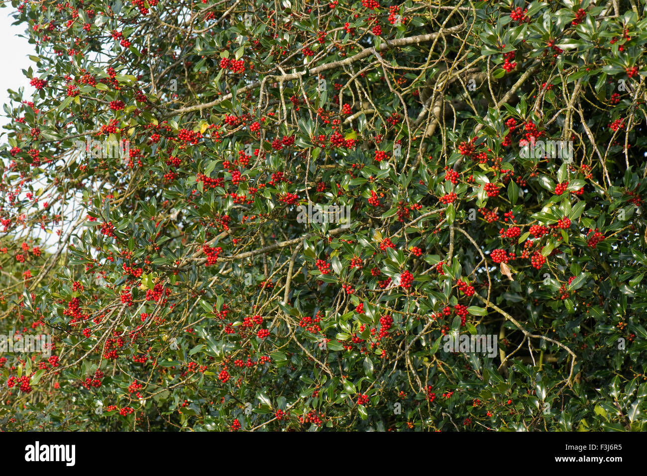 Holly, Ilex Aquifolium, roten Beeren und grünen Blättern im Frühherbst, Berkshire, UK, Oktober Stockfoto