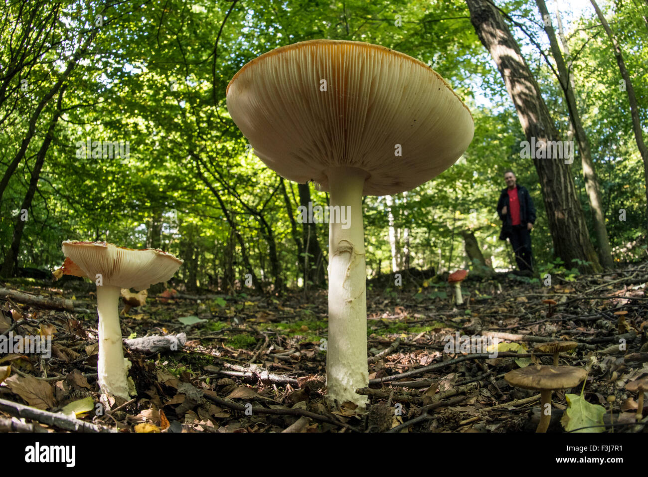 Gemeinsamen Trichter (Clitocybe Gibba) Pilze hautnah mit Mann im Hintergrund im Epping Forest, England, Großbritannien, United Kingd Stockfoto