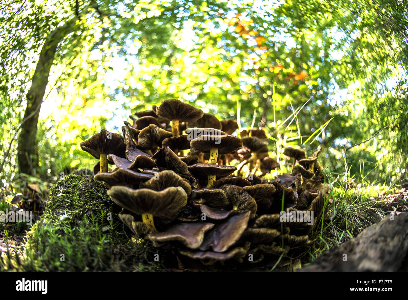 Samt Schaft (Flammulina Velutipes) Pilze hautnah im Epping Forest, England, Großbritannien, Vereinigtes Königreich, Europa Stockfoto