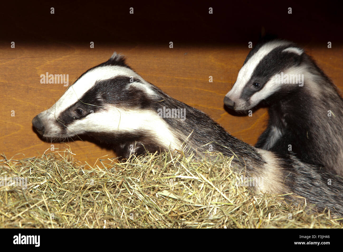 Mutter und Baby Dachs Stockfoto