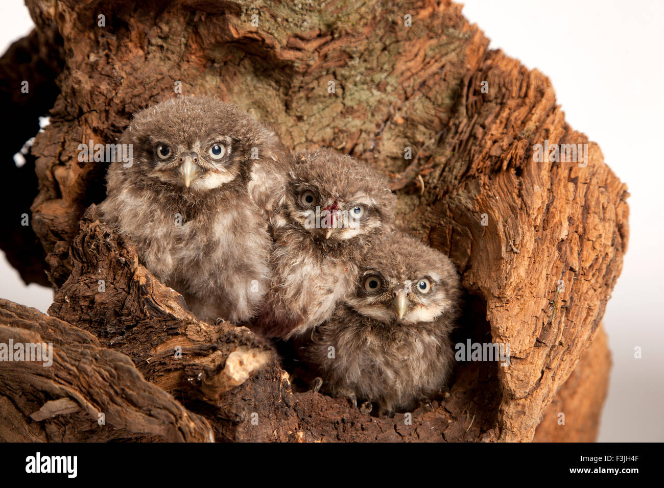 Drei Jugendliche kleine Eulen Stockfoto