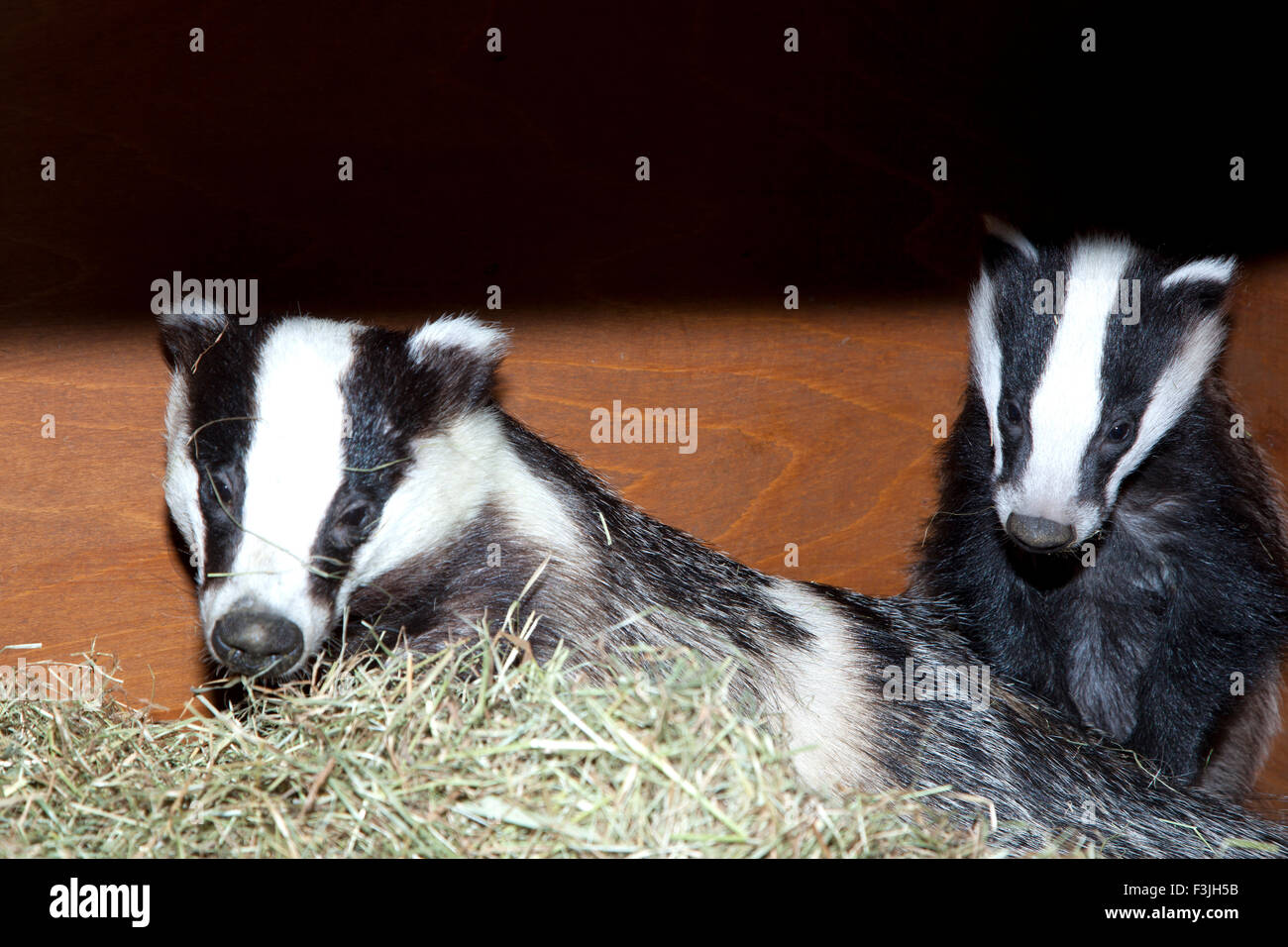 Mutter und Baby Dachs Stockfoto