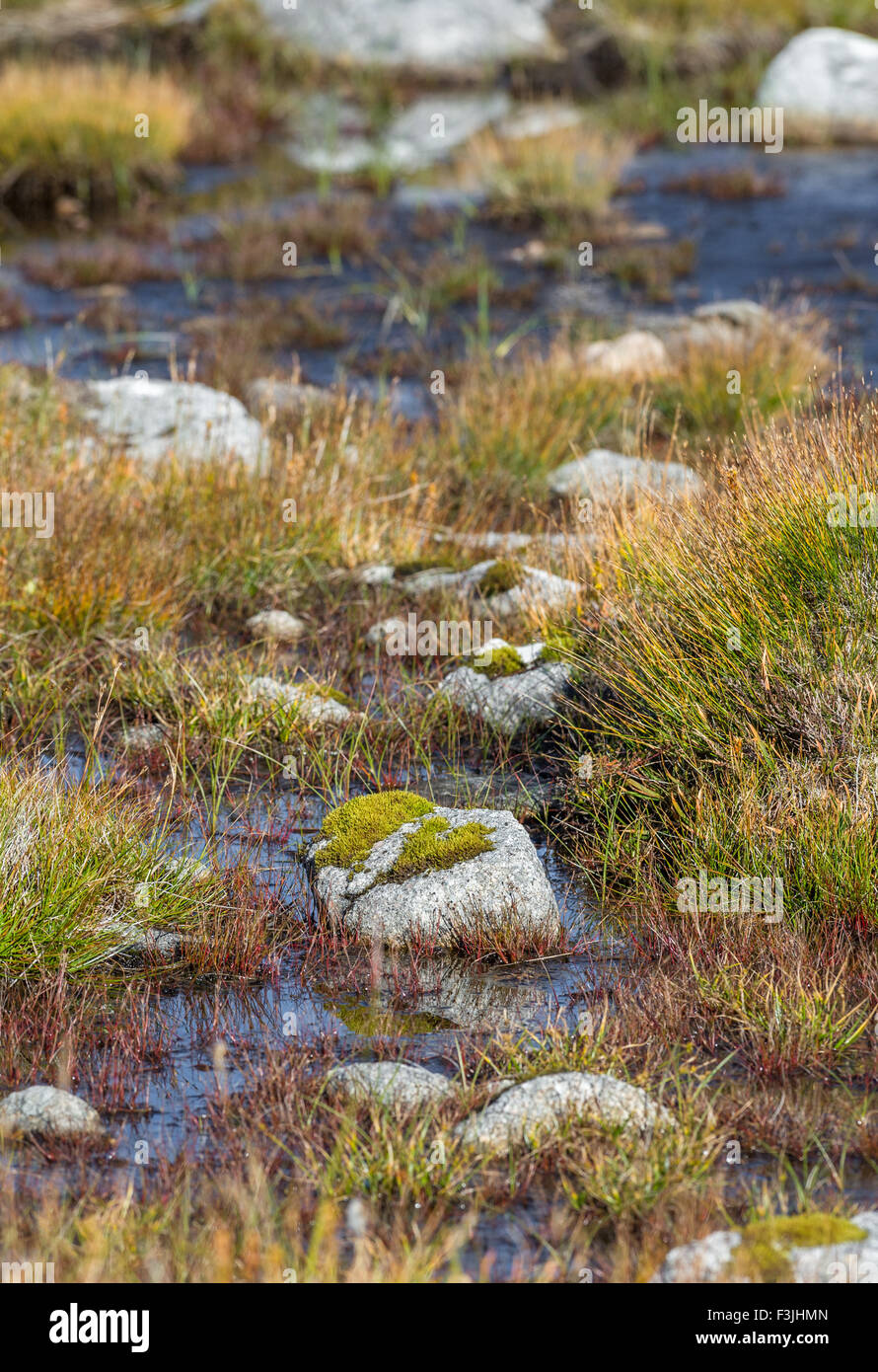 Moos bedeckt exponierten Felsen im Sumpfland auf dem Gipfel des Aonach Mor in den schottischen Highlands. Stockfoto