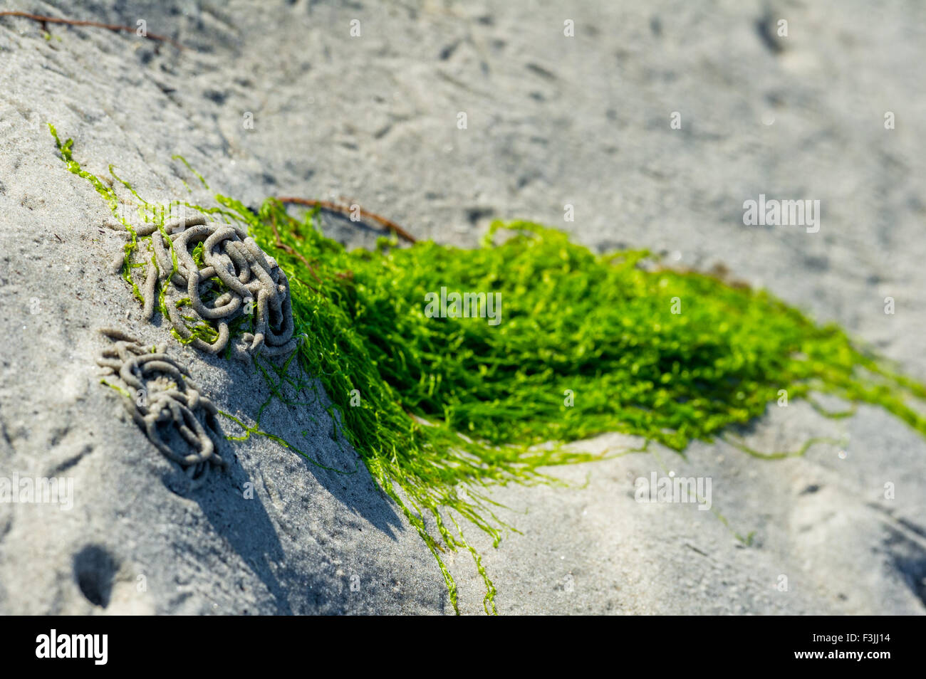 Grüne Algen auf den Wattwurm Würfen bei Ebbe gefangen. Stockfoto