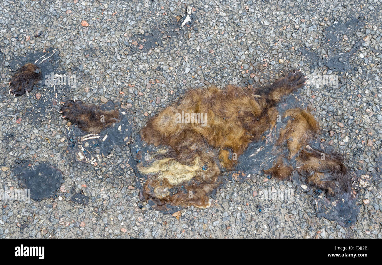 Überreste der Europäischen Baummarder nach einer Straße zu töten. Stockfoto