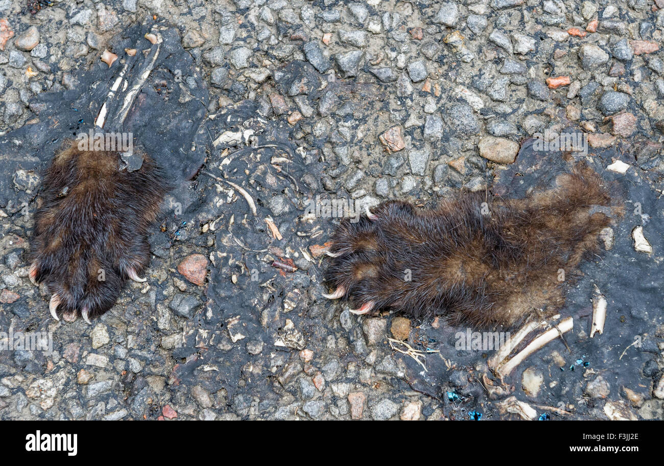 Überreste der Europäischen Baummarder nach einer Straße zu töten. Stockfoto
