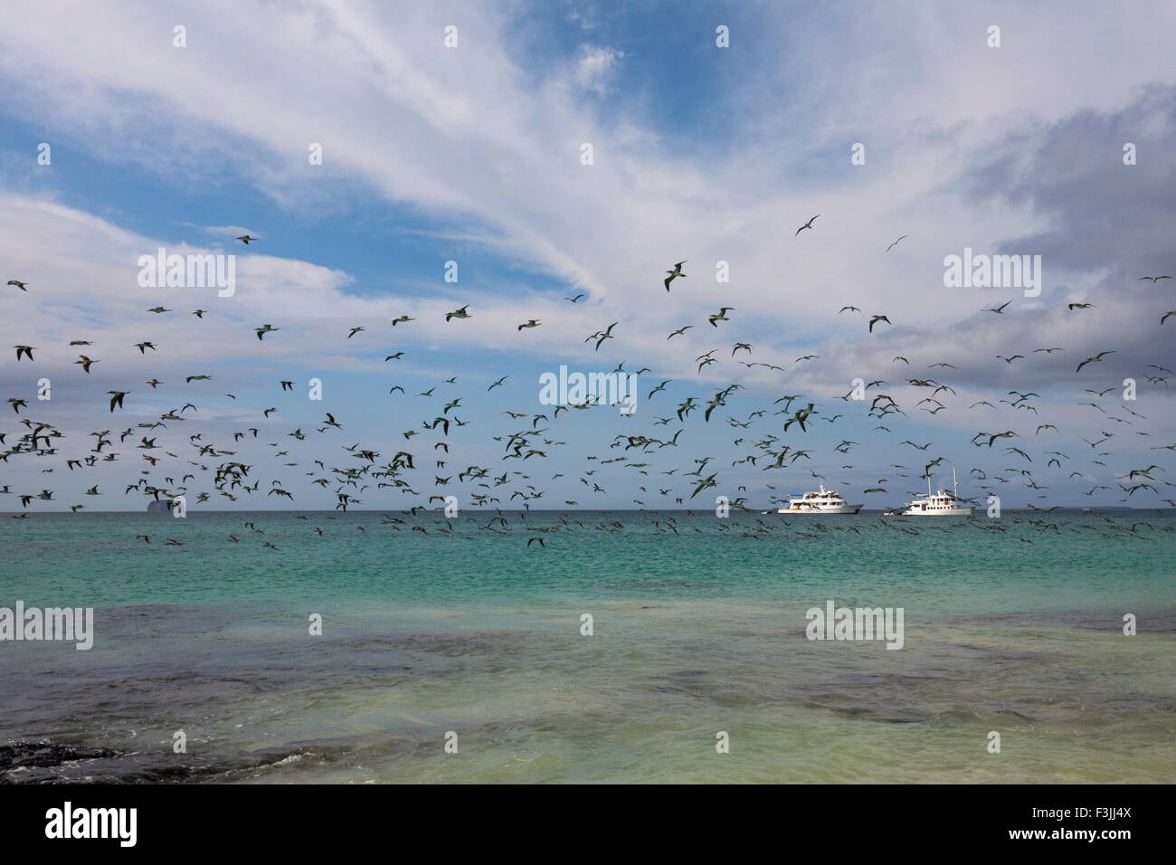 Herden von Blue footed boobies, Sula nebouxii Verbrauchsteuern, über die Küste bei Bachas Beach, Santa Cruz Island, Galapagos Inseln fliegen im September Stockfoto