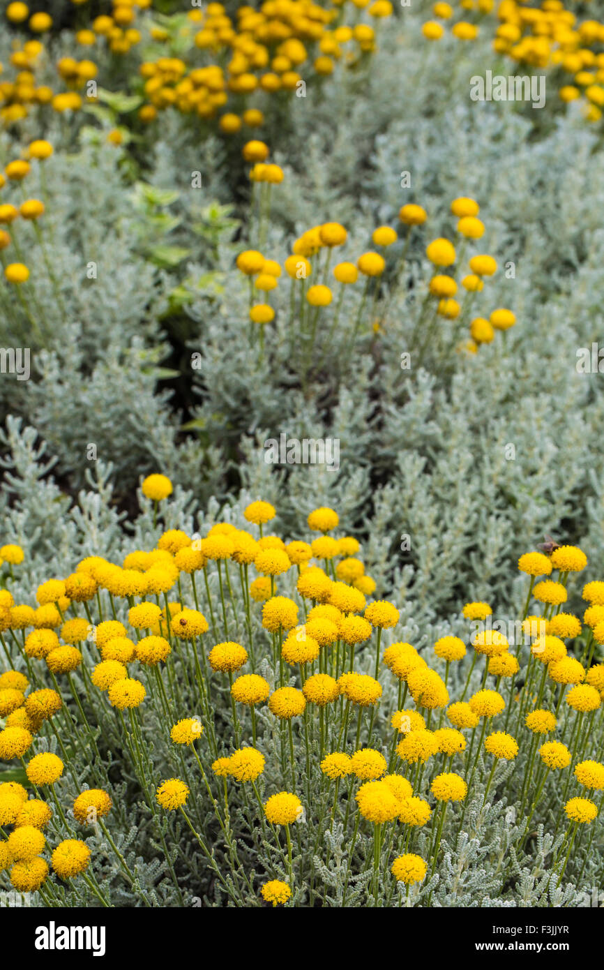 Blume der Kanarischen Inseln. Stockfoto