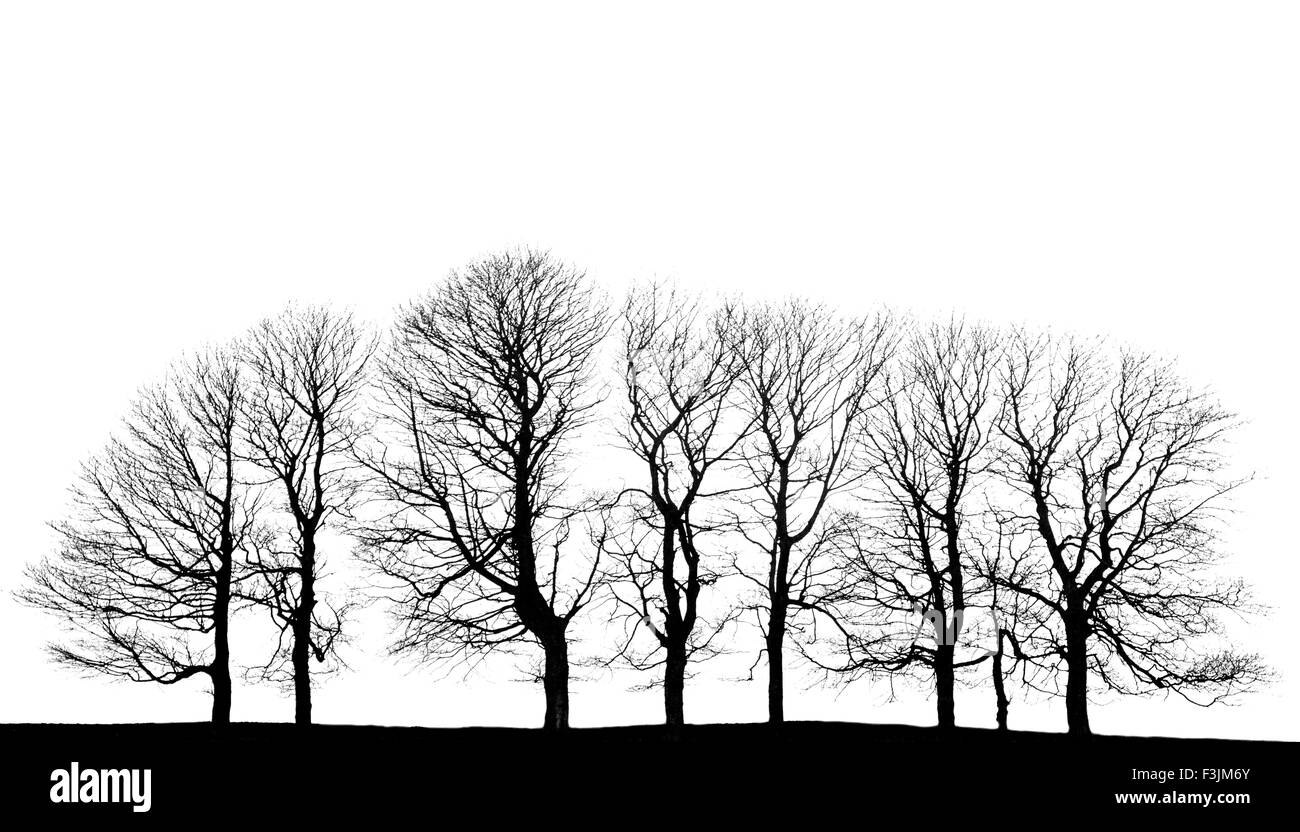 Eine hohe Schlüssel Studie über Winterbäume oben Middleton in Derbyshire Stockfoto