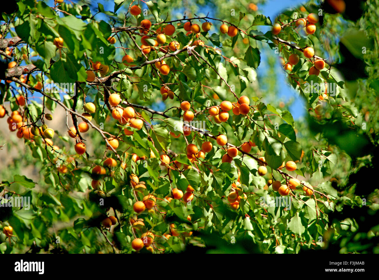 Aprikosenbaum; Ladakh; & Bihar; Indien Stockfoto