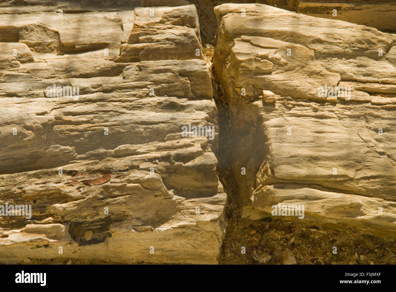 Holz Fossil Park Aakal in Jaisalmer; Rajasthan; Indien Stockfoto