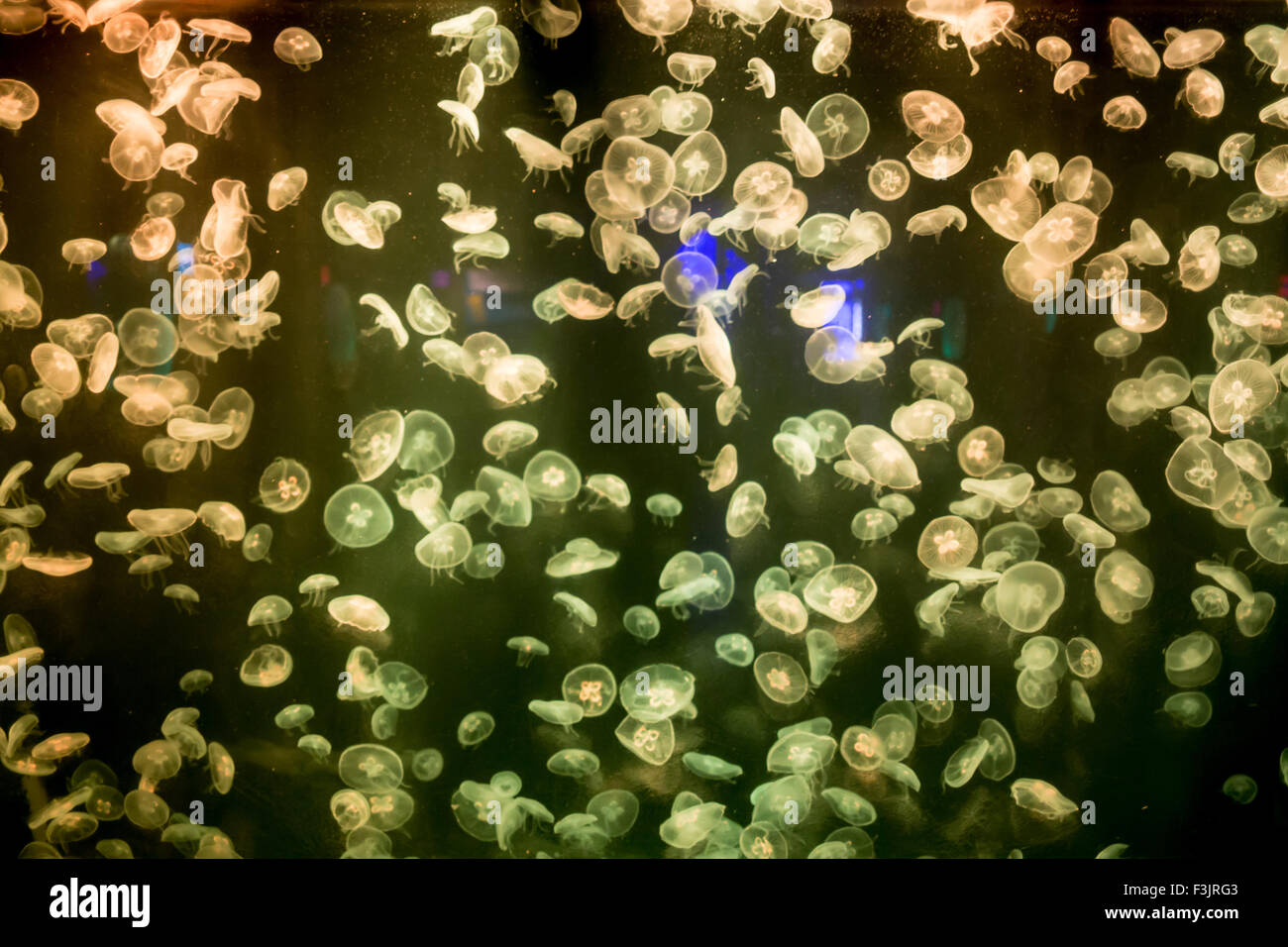Mond Qualle Aurelia Golden in einem Aquarium. Stockfoto