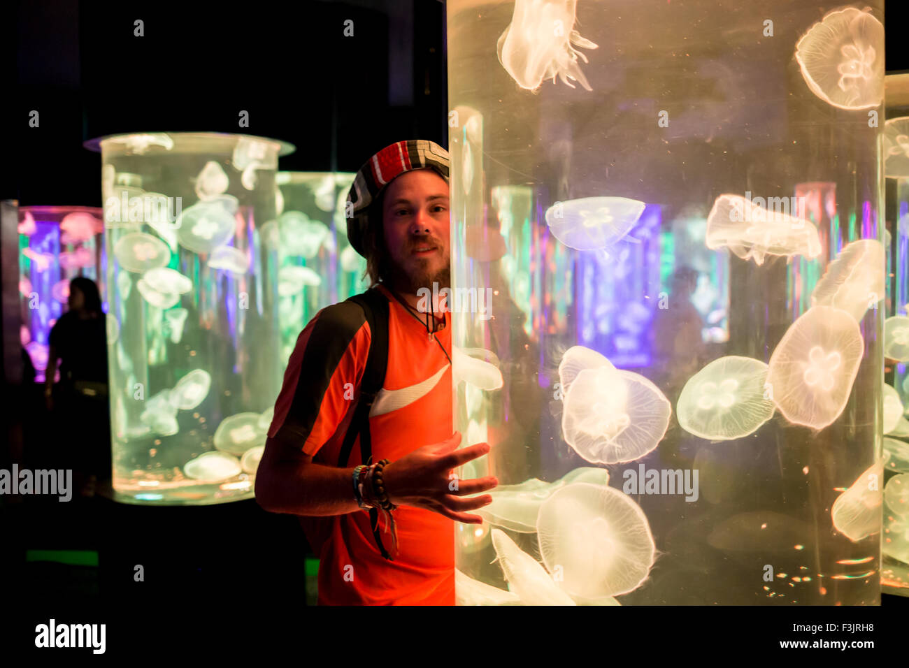 Mond Qualle Aurelia Golden in einem Aquarium. Stockfoto