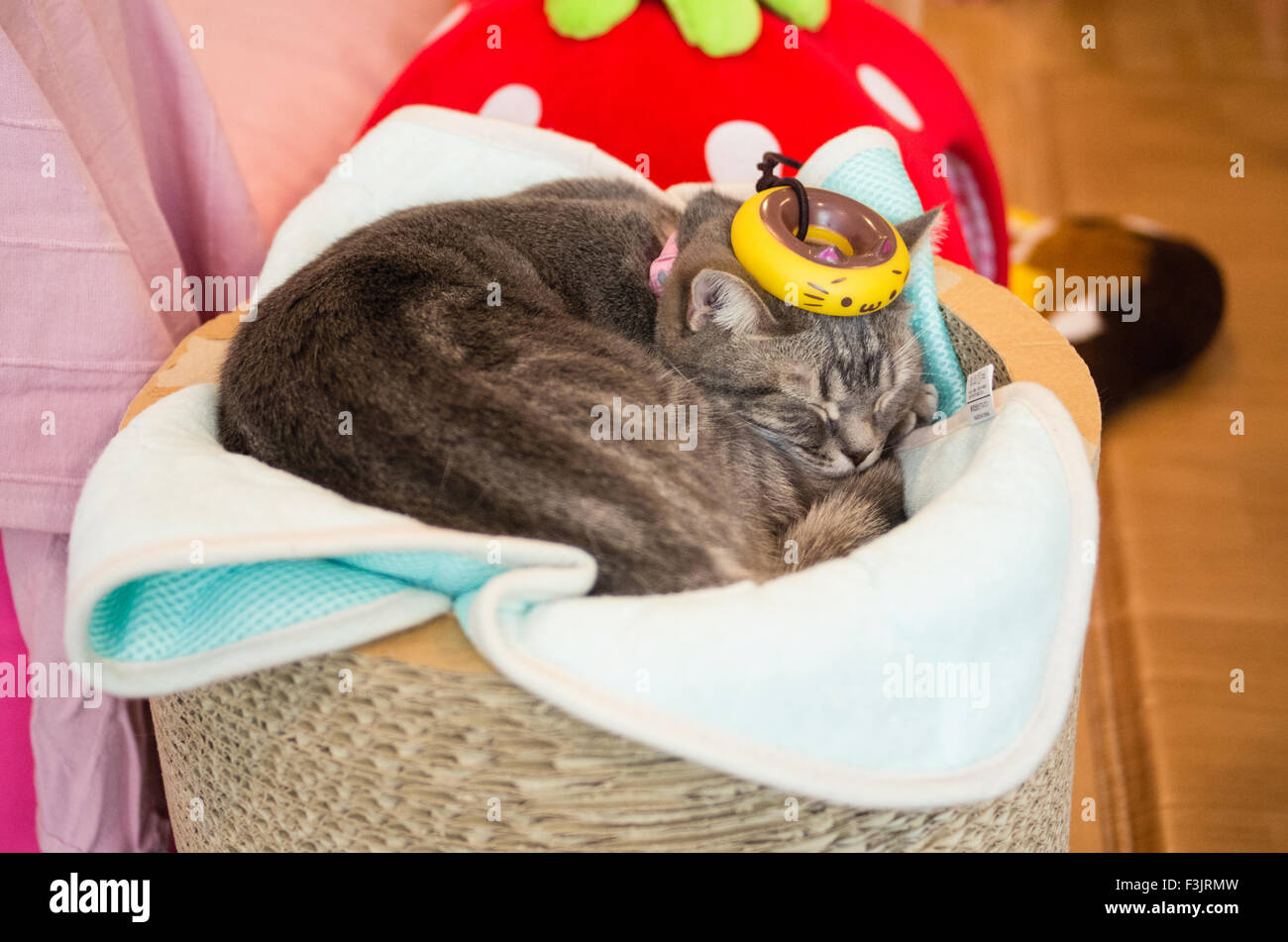 Katze ruhen auf Happy Neko Katze Cafe in Shibuya, Tokyo, Japan mit einem Kätzchen Donut auf den Kopf Stockfoto