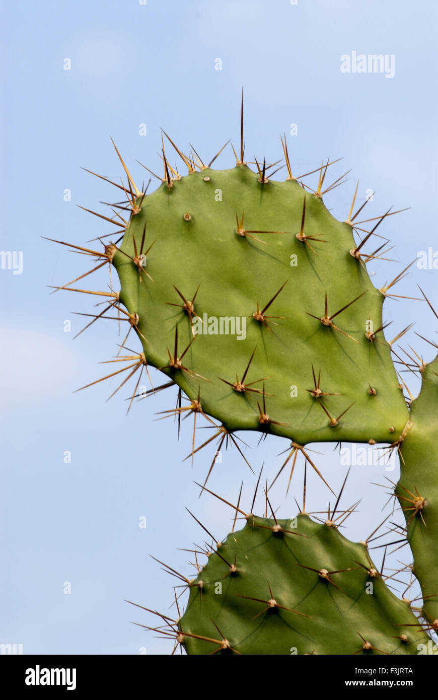 Kaktus saftige Pflanze dicke fleischige Stamm Cluster Stacheln Devgad  Konkan Sindhudurg Maharashtra indien asien Stockfotografie - Alamy